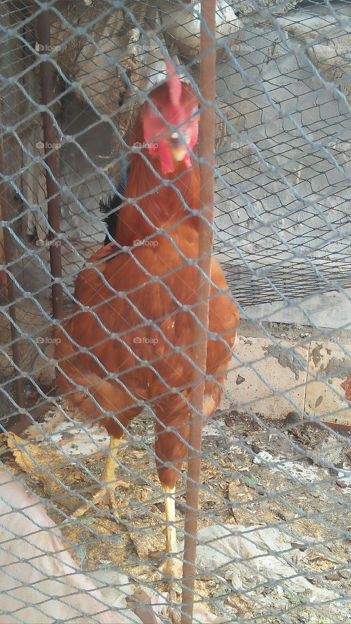 chicken coop looking at my camera.