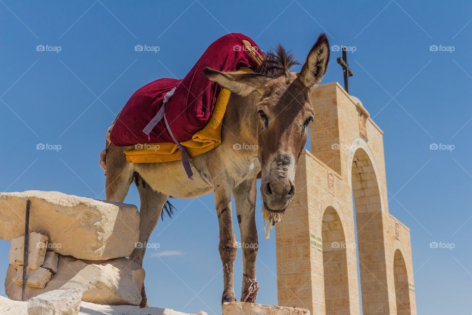 Donkey outside Jericho