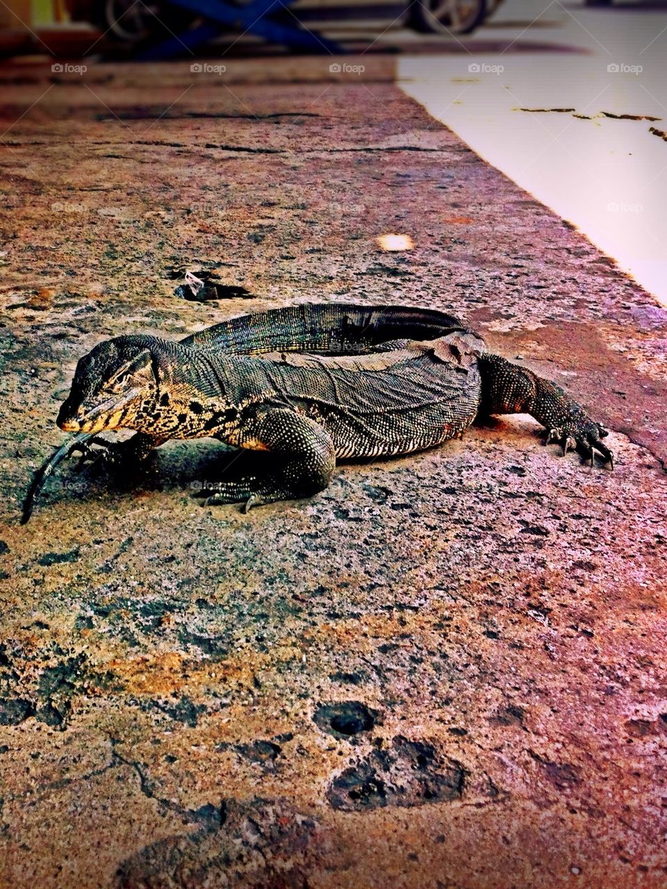 A water monitor lizard