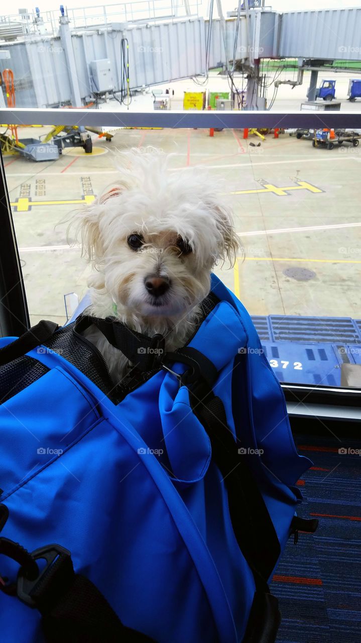 Puppy travels