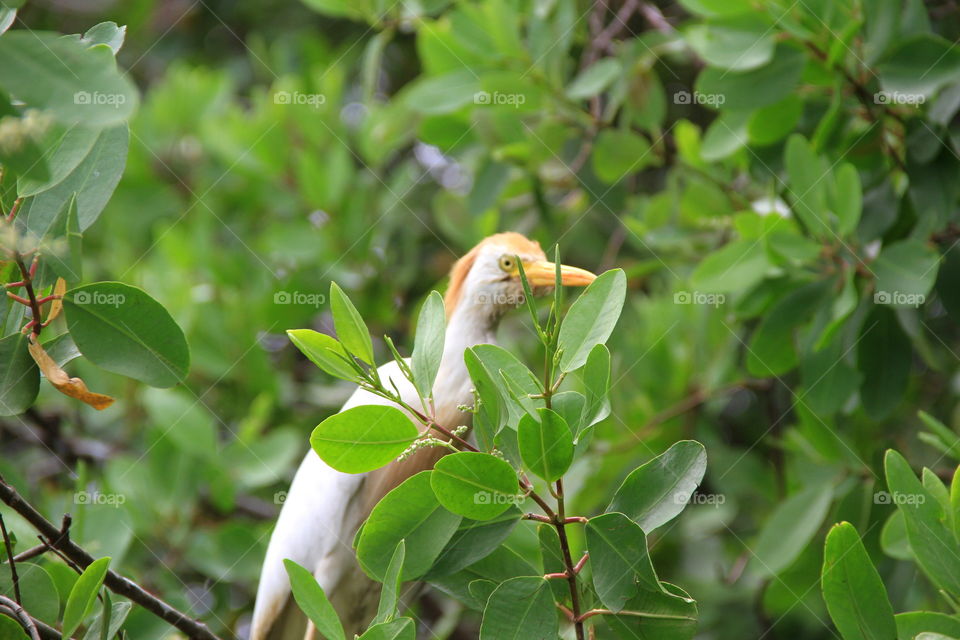Tropical bird in Caribbean 