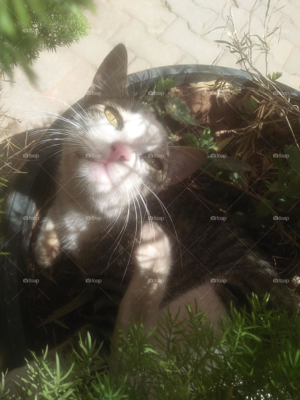 Beautiful cat looking at camera.