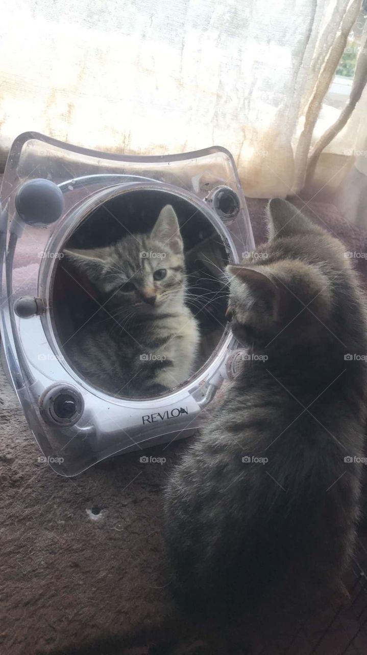 Small Bengal kitten looking into his reflection in a mirror