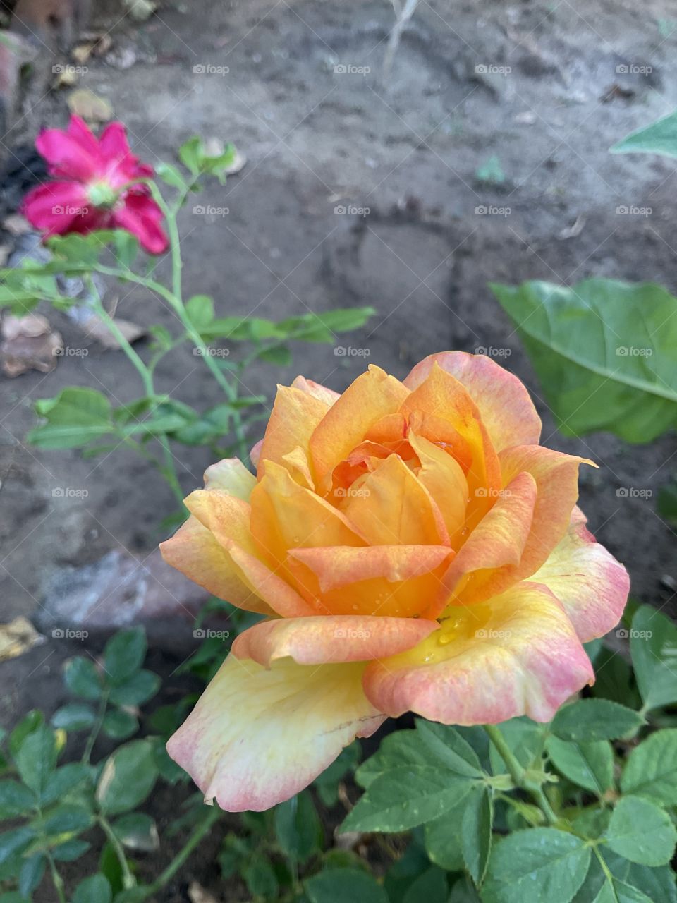 rose photo with iPad air4