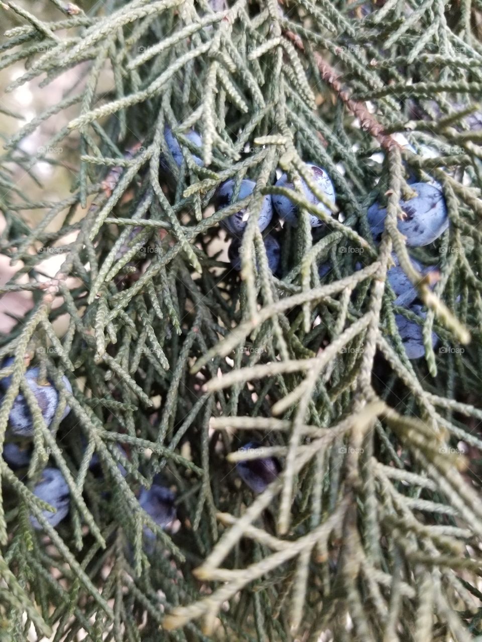 Some Type of Blue Berries on an Evergreen