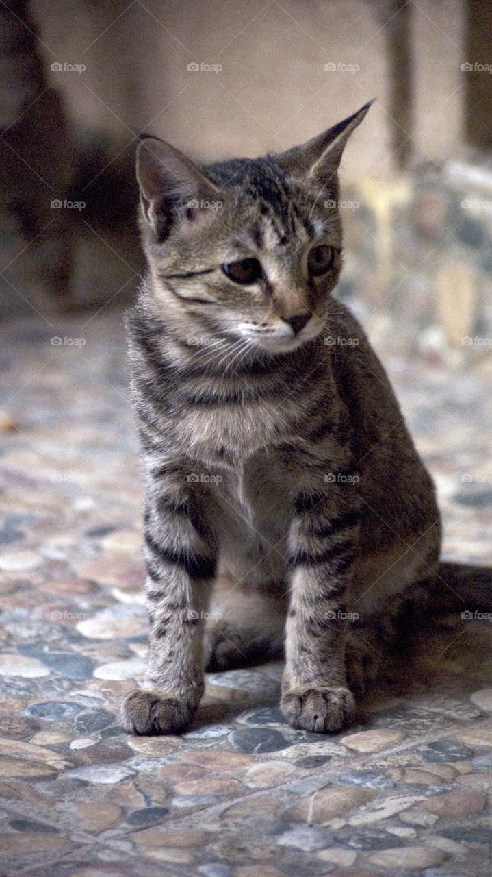 Little Mr. Muffet deciding which way to go, slightly confused and very cute.