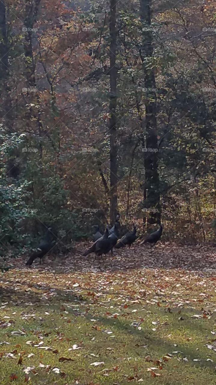 turkeys in the yard