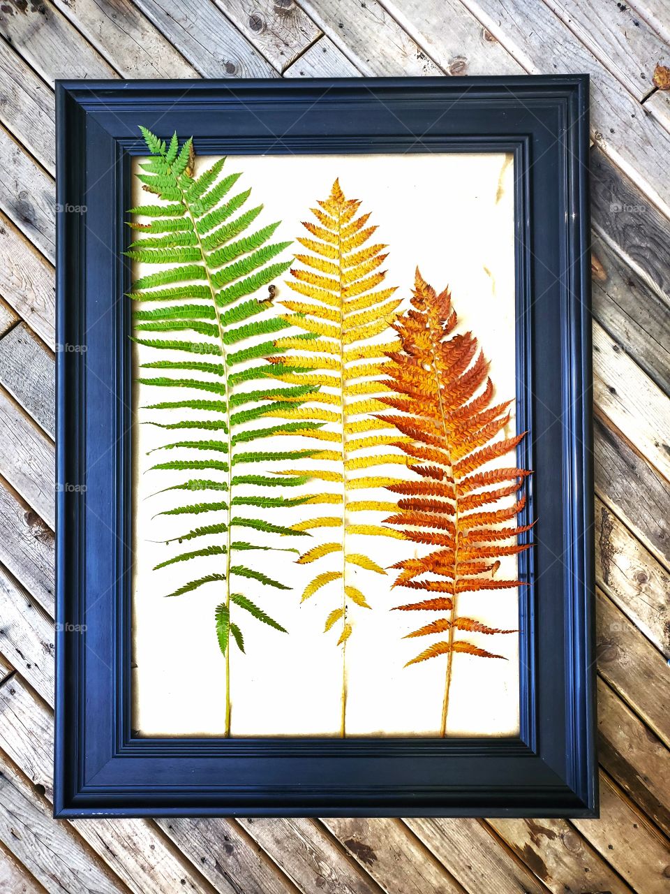 Portrait of a plant:
Colours of ferns.