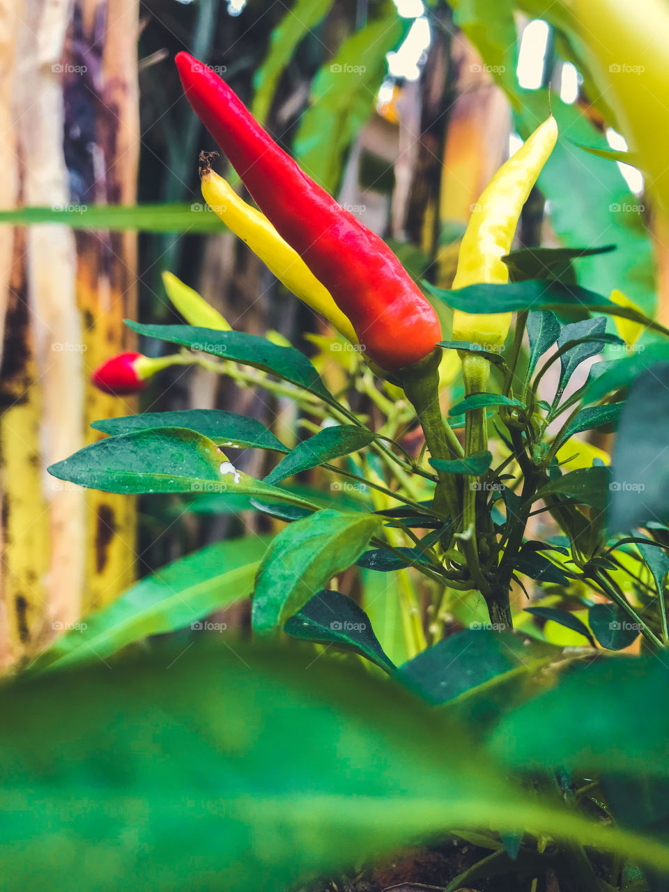 red pepper girl's finger