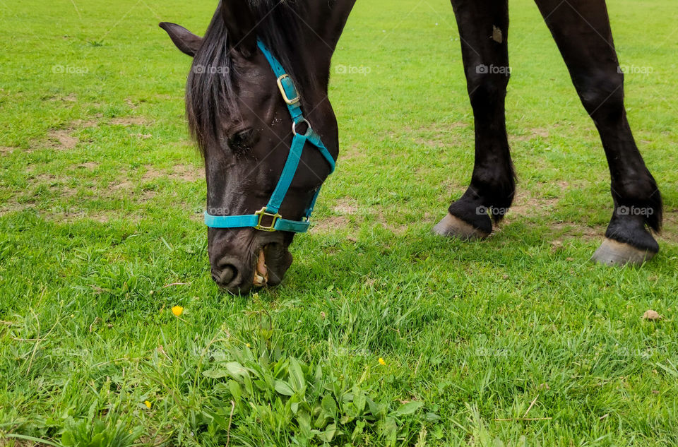 Farm horse