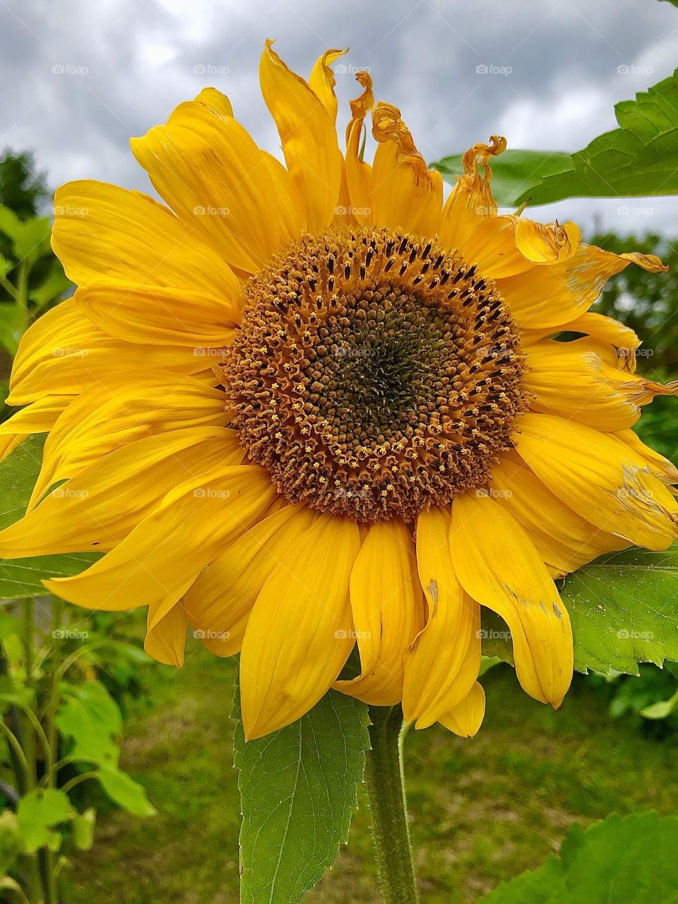 Sunflower