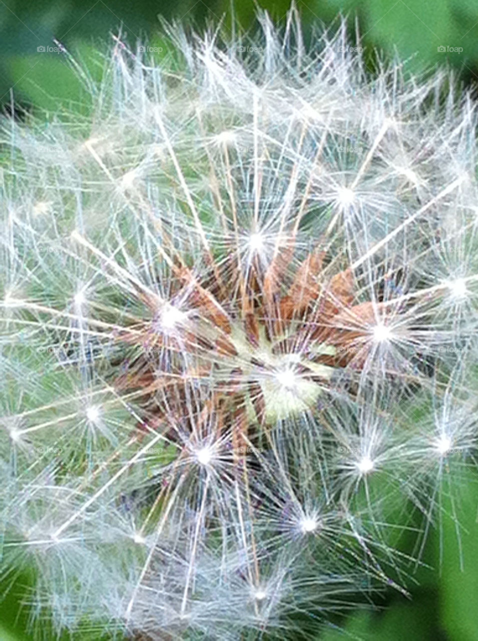 dandelion flower seeds fluffy by chezzi64