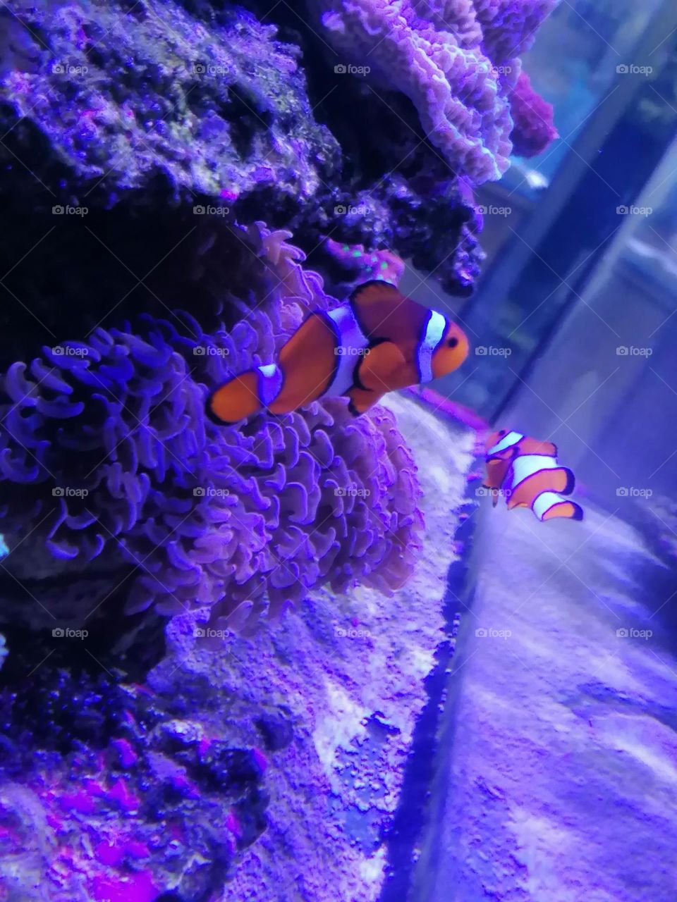 Nemo 2