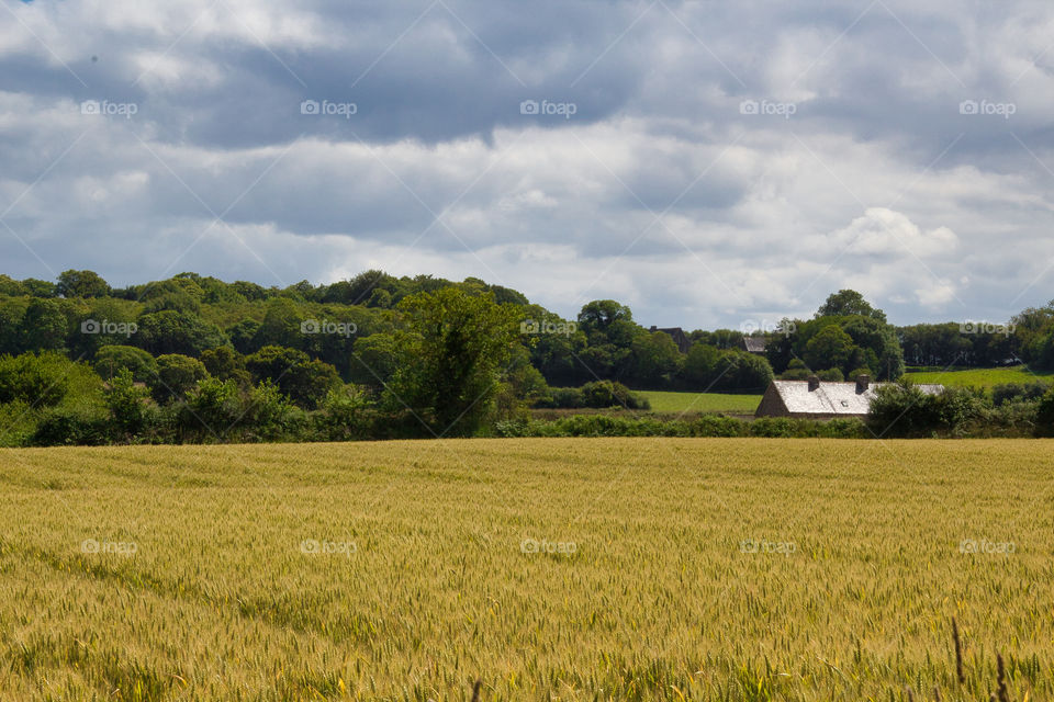 field of wheat
