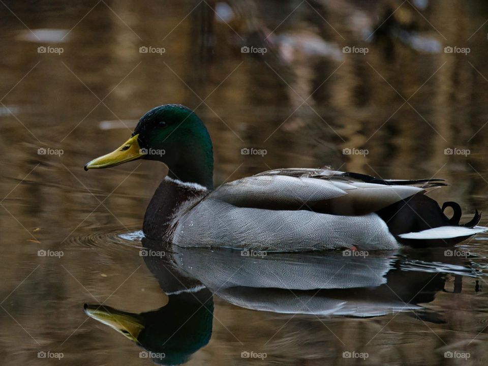 Duck reflection in water