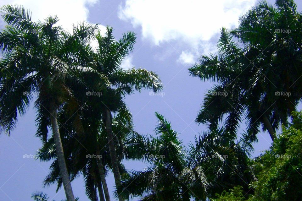palm trees in Belize