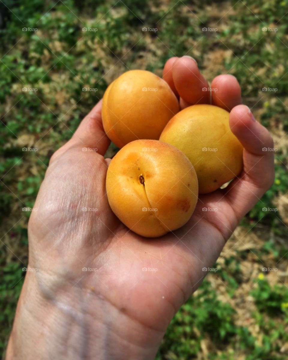 Ripe apricots in the hand