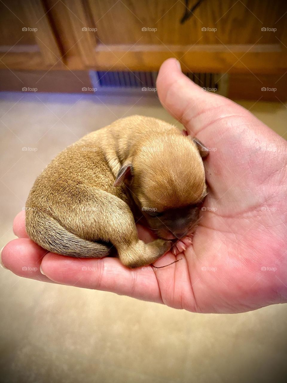 Tiny chihuahua puppy