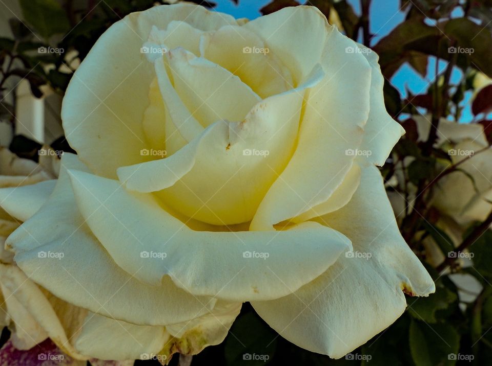 A big yellow rose
