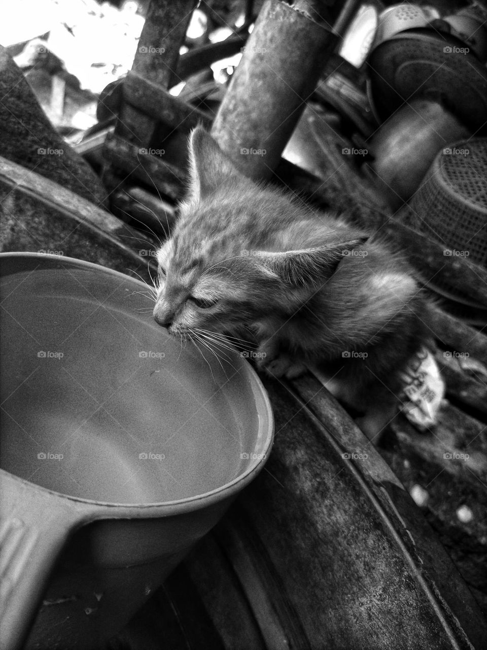 kitten drinking