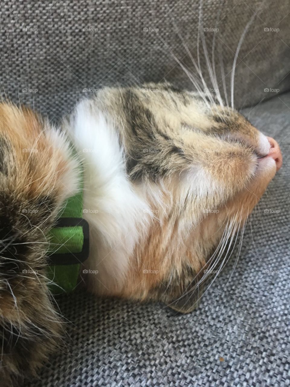 Cat is in total relaxation on a couch