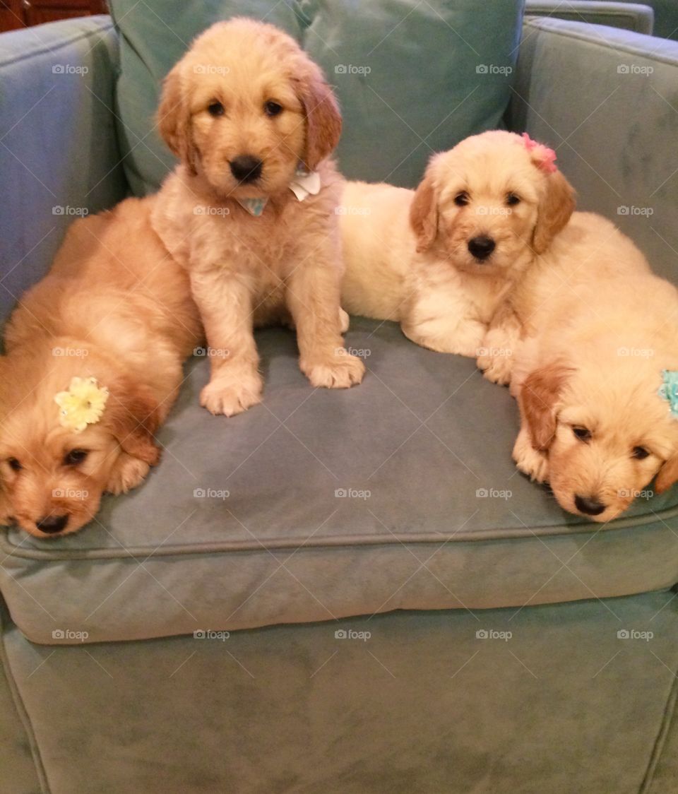 Brother and sisters Goldendoodle puppies