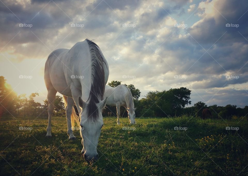 Two gray horses grazing in a grassy field with wildflowers under a cloud filled sky at sunset