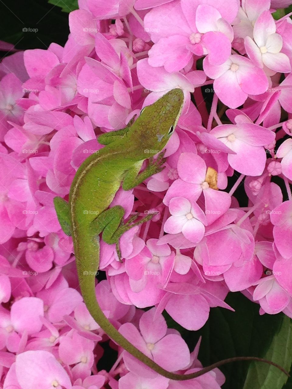 I can't hide here!. Green lizard on pink flowers