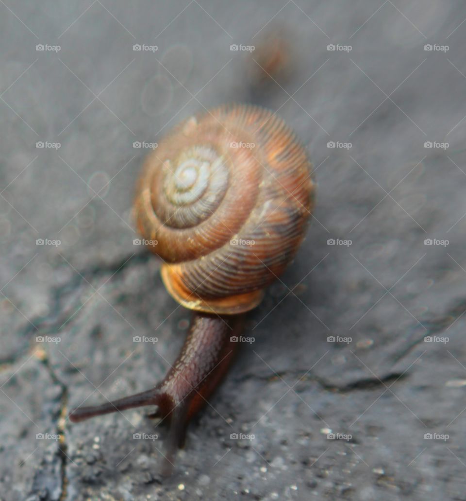Shelled Snail