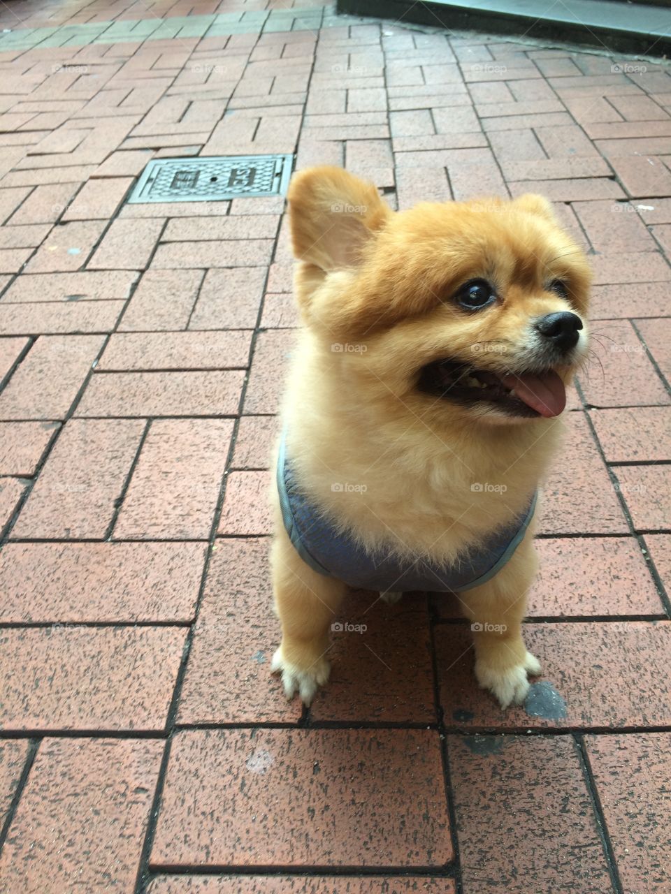 Cute dog Hong Kong 