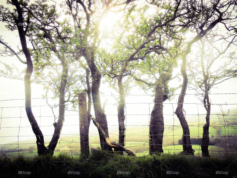 Trees dance. An edge of a field,  Wales