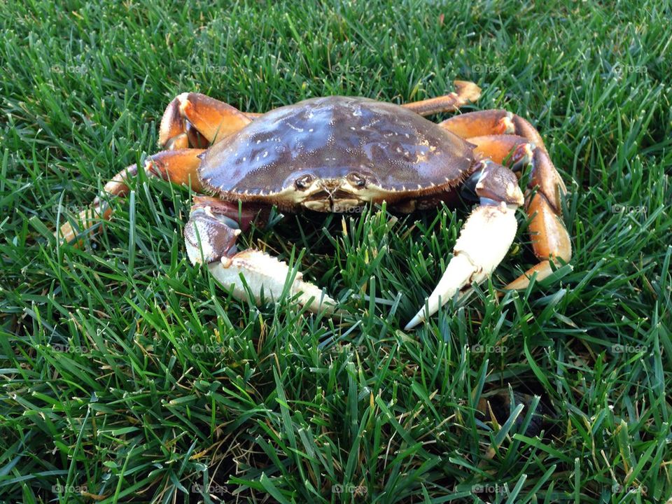 Crab grass