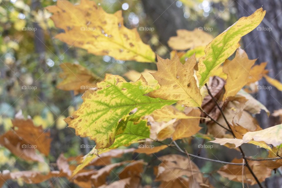 Beautiful autumn leaves