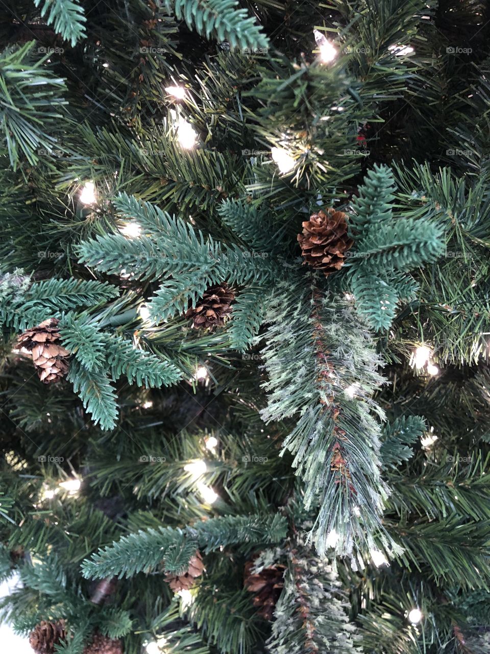 Pine tree with lights 