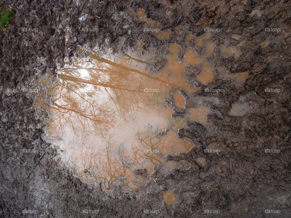 trees seen in a muddy puddle
