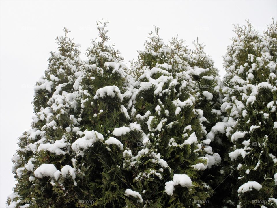 hedge with snow