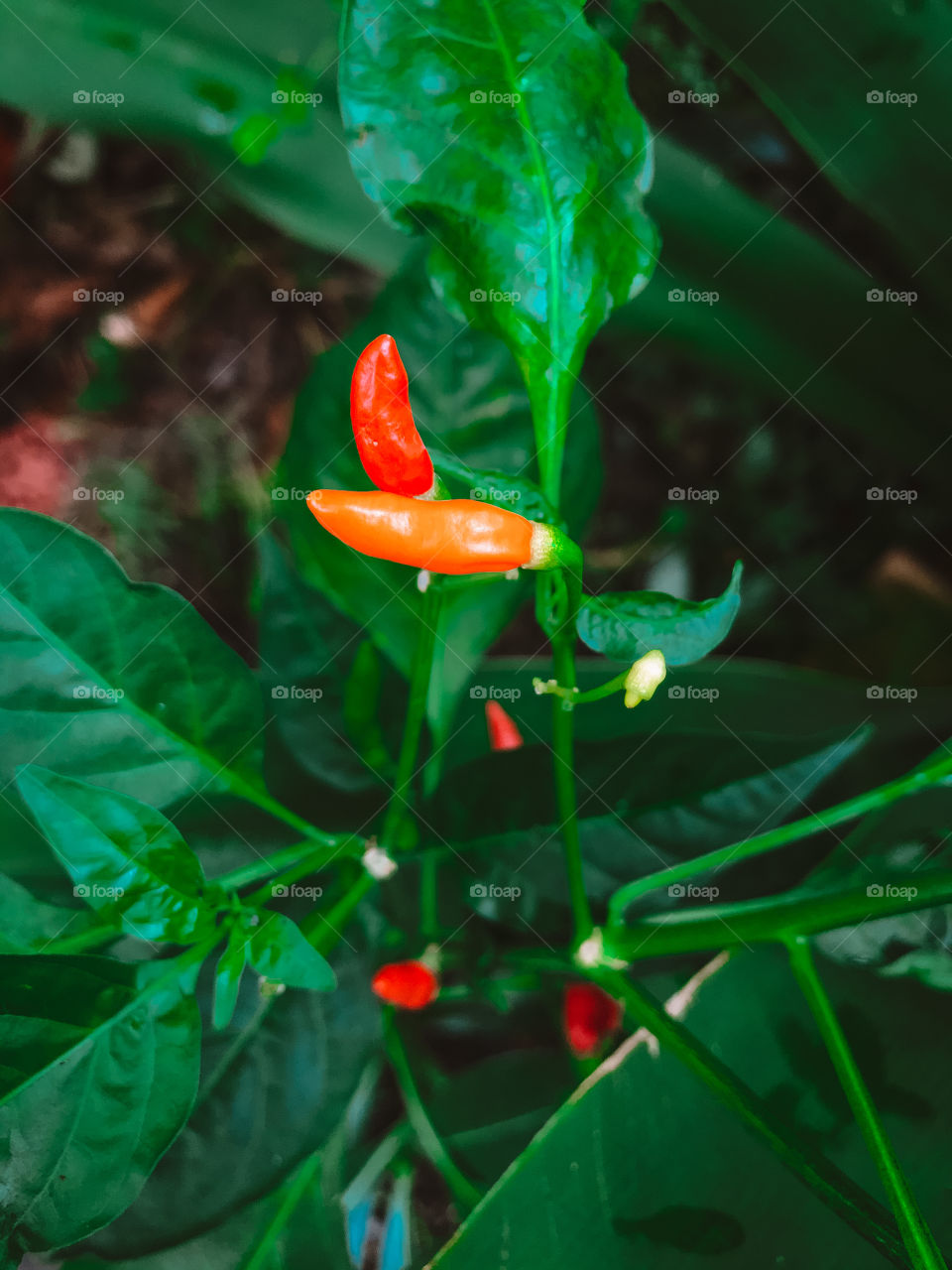 Pequena, mas pode arder muito a sua boca. Quem aí gosta de pimenta?