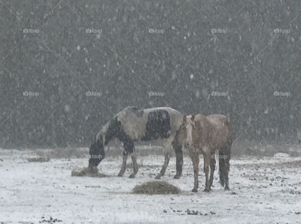 Bella and Wrangler eating hay in the unexpected South Georgia Winter snow of 2018. 