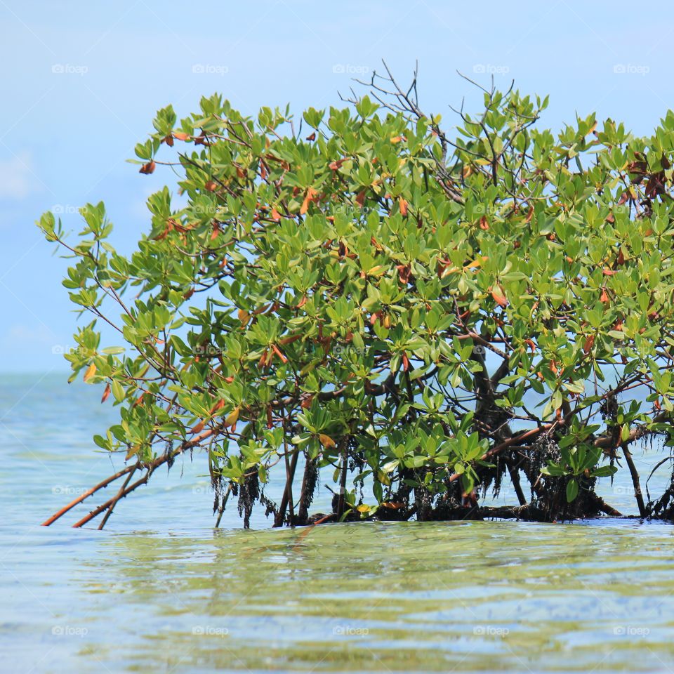 Mangrove growing in the ocean 