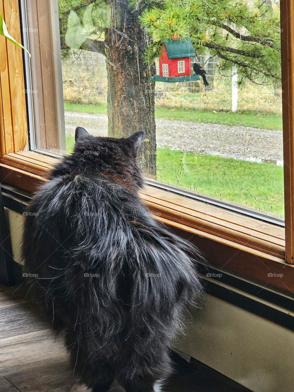 Feline stalking her prey through the window
