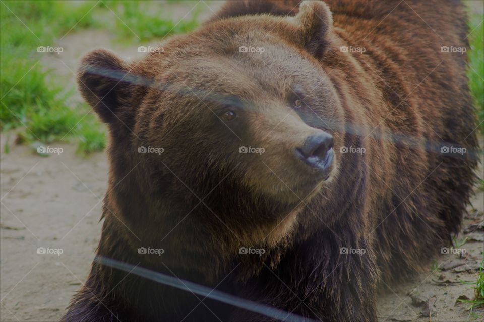 Anna Paulowna's bear