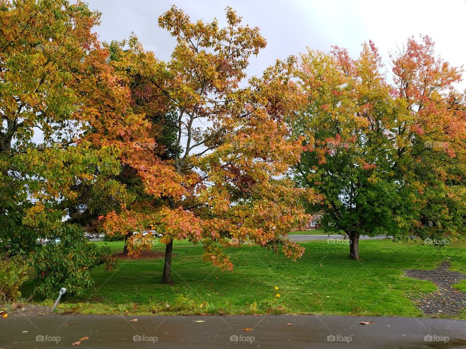 Autumn Changing Leaves in Park