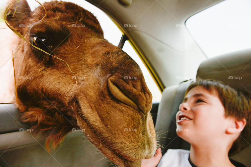 Camel's head inside the car from window
