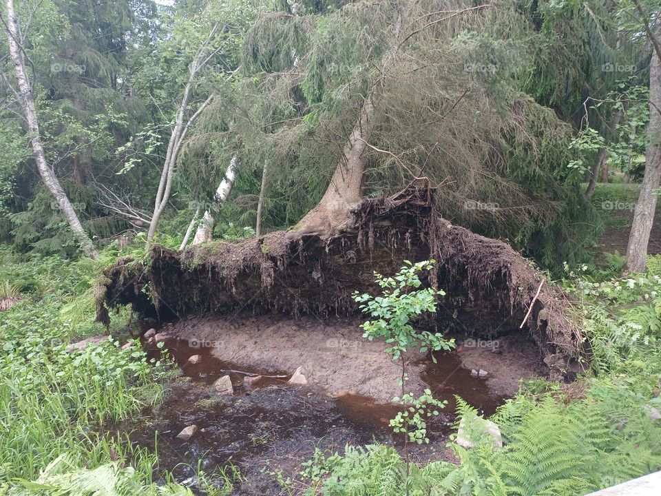 fallen tree