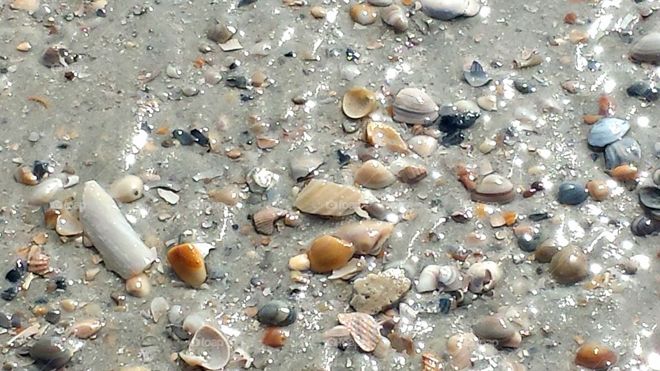 Shells on the Beach