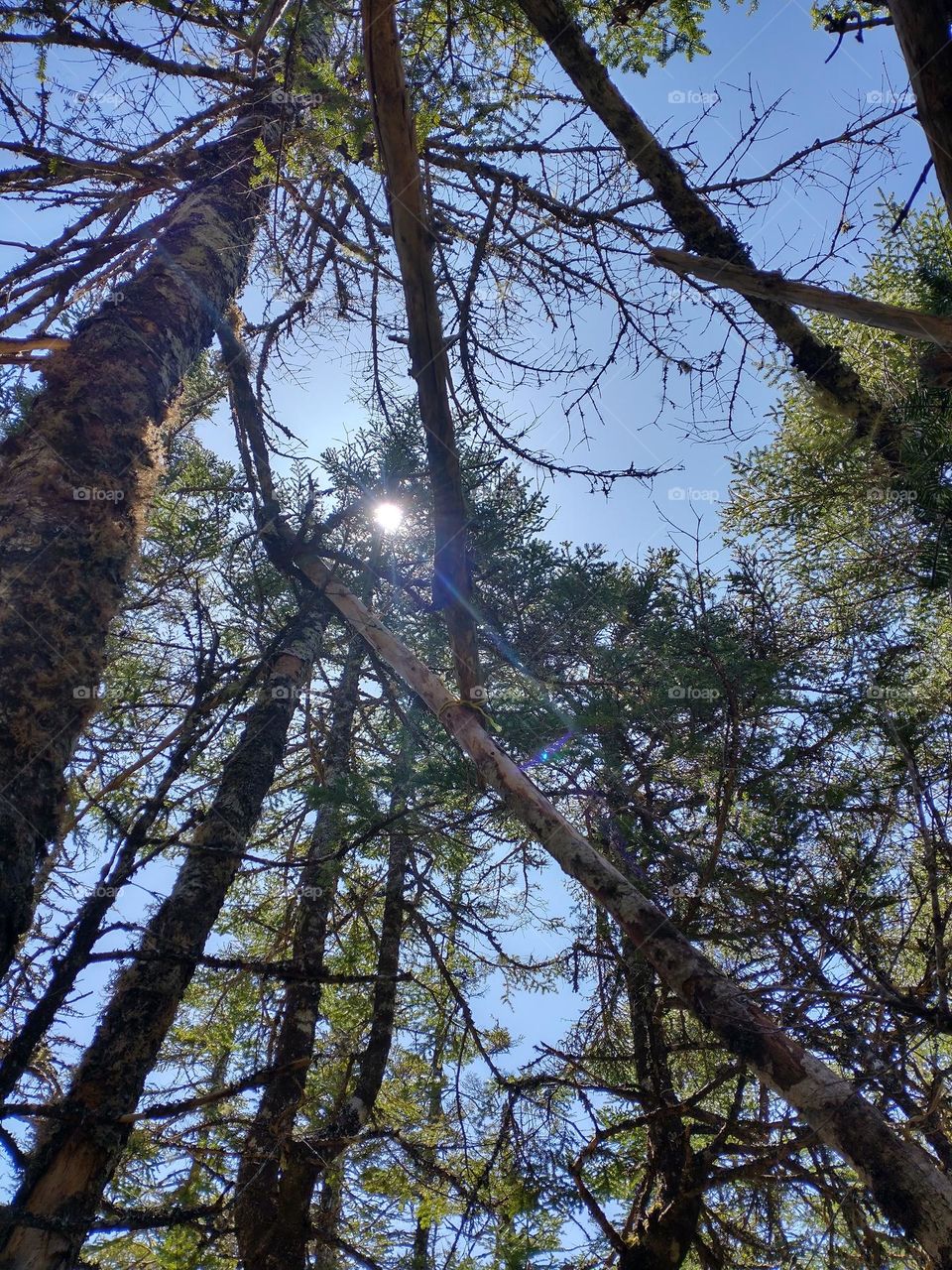 Sunlight through trees
