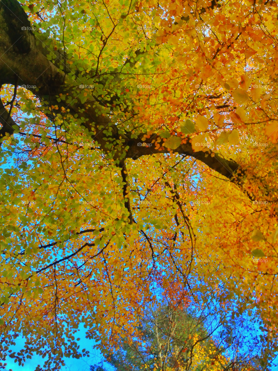 tree woodland autumn blue sky by plowleft01
