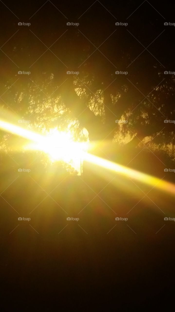 A Ray , many beams .... among and thru
this Tree  with leaves.....   how simple
Yet powerfull ... to see golden beam rays
Shining thru branches... leaves. ..and 
My day.... how cool to see... and powerfully pretty to me.