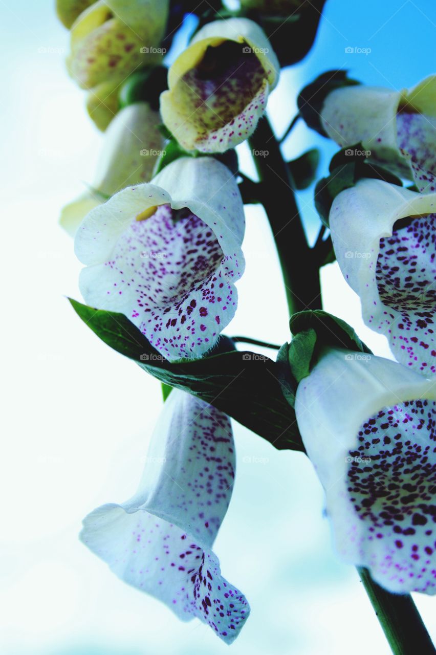 interesting flower foxglove resembles a bell