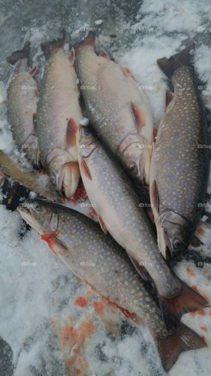 BC icefishing